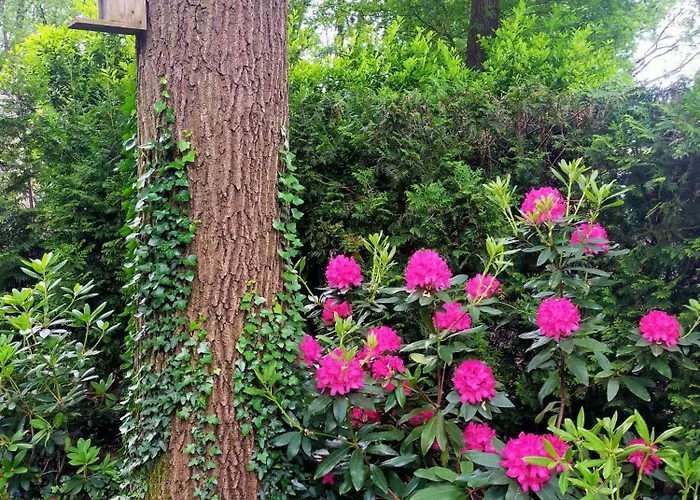 Veluwe Alpesi faház Wageningen